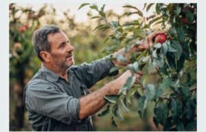 Fruit Picking Jobs in the UK with Visa Sponsorship 